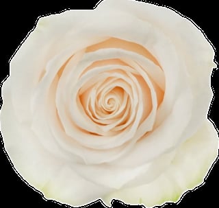 Cream rose with peach and white layered petals forming a spiral pattern from center outward