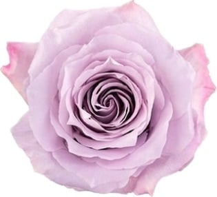 Decorative soft pink rose